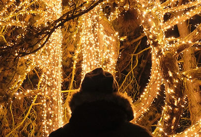 Fairy lights trees.jfif